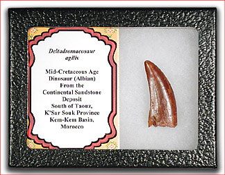 deltadromeasaur tooth in box